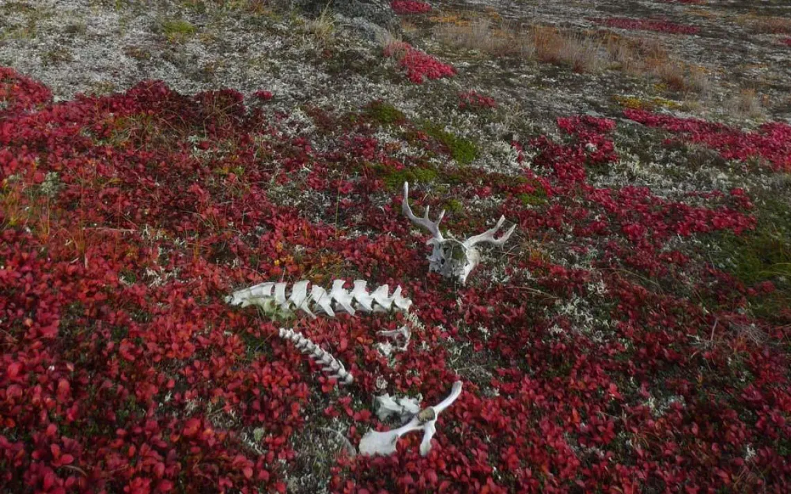 In Beringia | Sierra Club